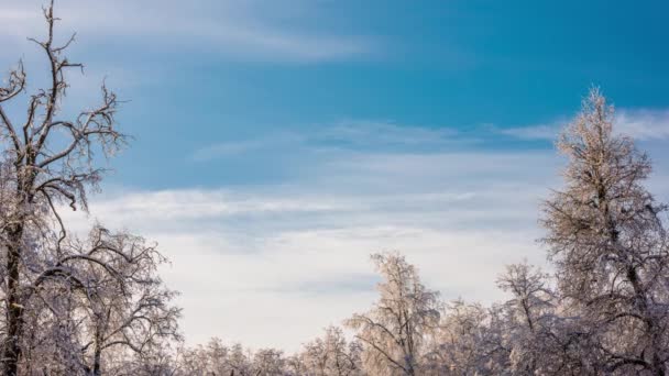 Cirrus felhők lebegnek a fagyos fák felett erdő télen - időeltolódás — Stock videók