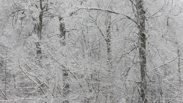 Queda de neve no fundo da floresta de inverno desfocado no dia nublado — Vídeo de Stock