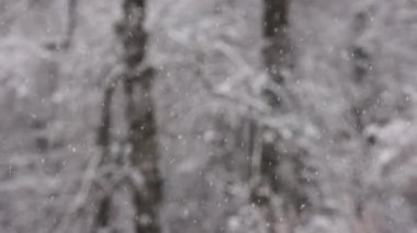 Bulanık kış ormanlarında kar yağışı bulutlu bir günde arka planda