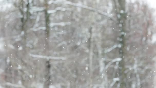 Opady śniegu na zamglonym tle lasu zimowego w pochmurny dzień — Wideo stockowe