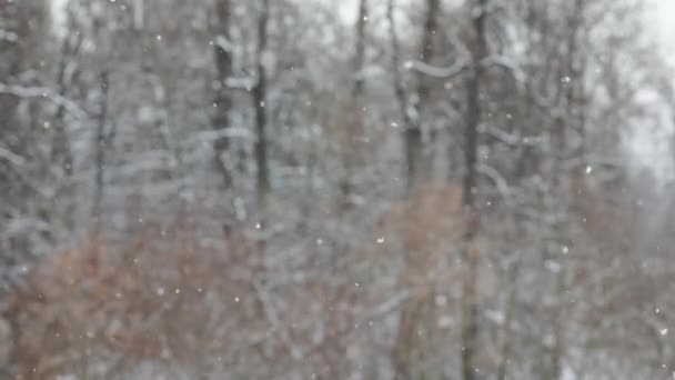 Sneeuwval op wazig winterbos achtergrond op bewolkte dag — Stockvideo