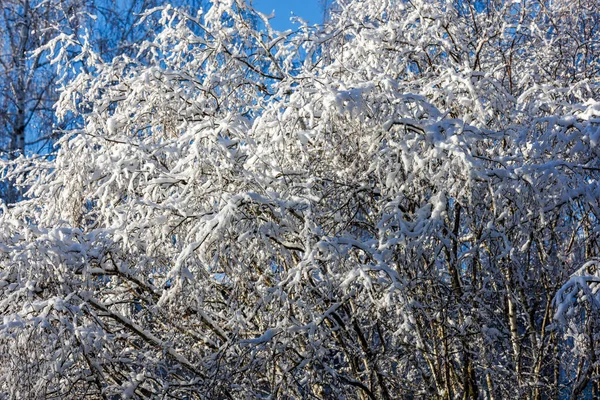 Güneşli bir günde ağaçların tepesindeki soğuk kar dalları — Stok fotoğraf