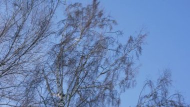Mavi gökyüzü arka planındaki uzun huş ağaçlarının gerçek zamanlı arka planı kış günışığında