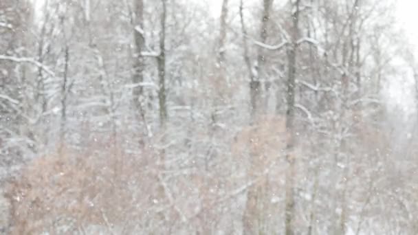 Queda de neve no fundo da floresta de inverno desfocado no dia nublado — Vídeo de Stock