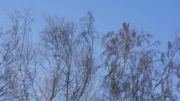 Fundo em tempo real de árvores de bétula altas no fundo do céu azul na luz do dia de inverno — Vídeo de Stock