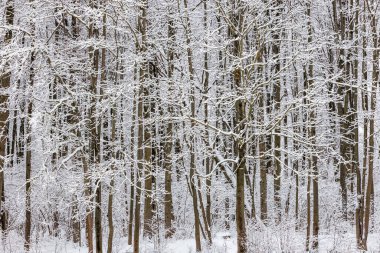 bulutlu kış gününde karla kaplı donmuş ağaçlar, tam çerçeve arkaplan