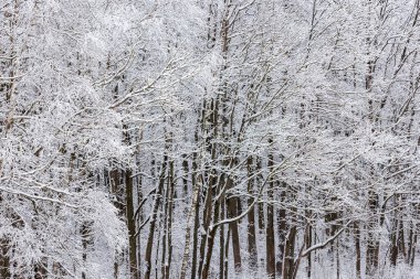 bulutlu kış gününde karla kaplı donmuş ağaçlar, tam çerçeve arkaplan