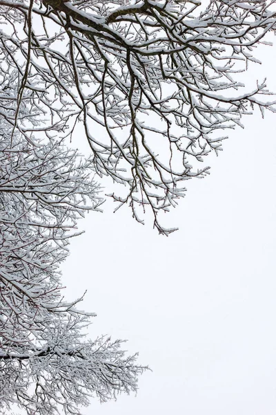 눈덮인 나무 가지들 이 겨울 햇살을 받으며 하늘을 뒤덮고 있다 — 스톡 사진