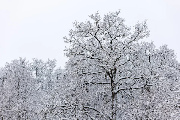 Alberi ricoperti di neve astratta in giornata invernale nuvolosa, vista senza superficie del terreno — Foto Stock