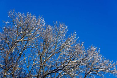snow covered bare foliar tree branches on clear blue sky background with direct sunlight