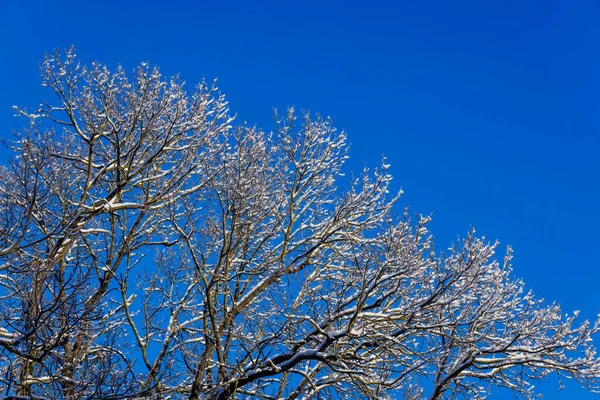 Χιόνι καλύπτονται γυμνά κλαδιά φυλλώματος δέντρο σε καθαρό μπλε φόντο του ουρανού με άμεσο ηλιακό φως — Φωτογραφία Αρχείου