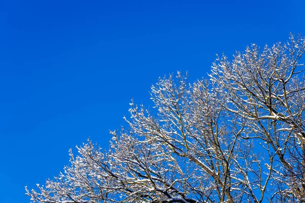 Snow covered bare foliar tree branches on clear blue sky background with direct sunlight — Zdjęcie stockowe