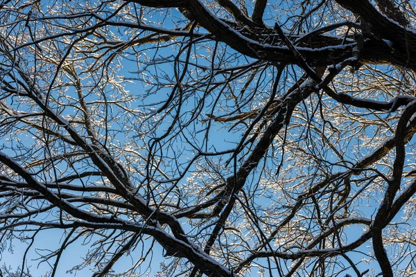Snow covered winter tree on blue sky background full frame upward view — Foto Stock