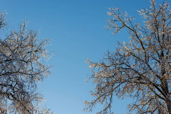 Snow covered bare foliar tree branches on clear blue sky background with direct sunlight — Foto Stock