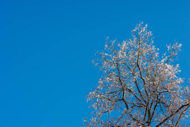 snow covered bare foliar tree branches on clear blue sky background with direct sunlight with copy space