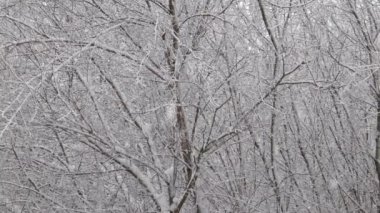 dense tree branches and bus twigs covered with snow at daytime blizzard in slow motion
