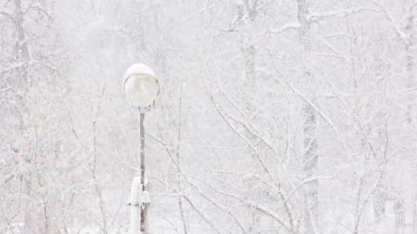 Old lamp post under winter blizzard at snowy day on blurred snowy forest background — 图库视频影像