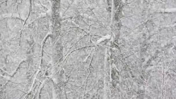 Hóesés elmosódott téli erdő háttér felhős napon — Stock videók