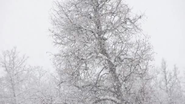 Chutes de neige sur fond couvert d'arbres forestiers d'hiver flous par temps nuageux — Video