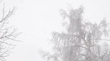 Bulanık kış huş ağacında kar yağışıweather forecast