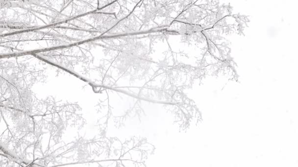 Χιονόπτωση σε χειμερινό φόντο κλαδιών σημύδας σε συννεφιασμένη ημέρα, άποψη χαμηλής γωνίας — Αρχείο Βίντεο