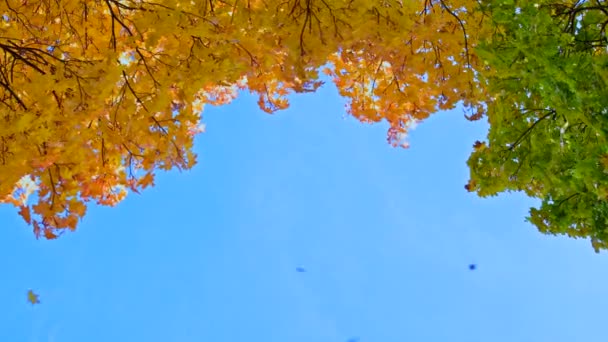 Árboles de otoño verdes y amarillos sobre fondo azul del cielo con hojas que caen — Vídeos de Stock
