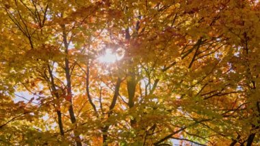 Ormanda güneşli bir sonbahar gününde rüzgarda sallanan turuncu ve sarı sonbahar akçaağaçları.