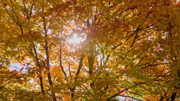Érables d'automne orange et jaune se balançant dans le vent lors d'une journée ensoleillée d'automne en forêt — Video