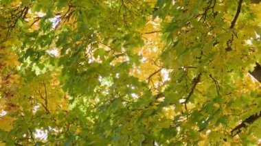 yeşil sonbahar akçaağaç arka planında güneş yaprakların arasında, rüzgarda sallanıyor