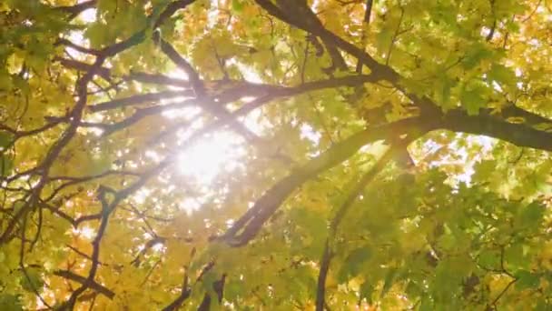 Groene herfst esdoorn boom achtergrond met zon tussen de bladeren, zwaaiend in de wind — Stockvideo