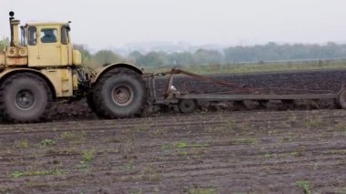 Büyük sarı Rus traktörü kıştan önce lahana tarlasında toprağı sürüyor.
