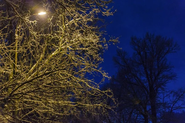 Noite árvore de inverno sob luz amarela da luz de rua do poste da lâmpada na noite de inverno — Fotografia de Stock