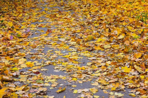 Calçada de asfalto coberta com folhas de bordo de outono caídas — Fotografia de Stock