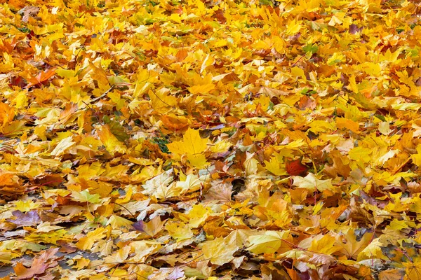 Spadła jesień klon liście na ziemi w pełnym tle ramki w pochmurny dzień — Zdjęcie stockowe