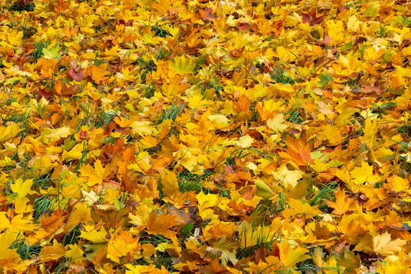Опавшие осенние кленовые листья на зеленой траве — стоковое фото