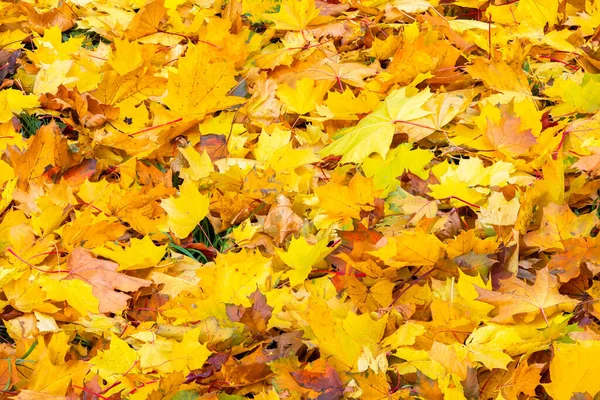 Gevallen herfst esdoorn bladeren op de grond full-frame achtergrond op bewolkte dag — Stockfoto