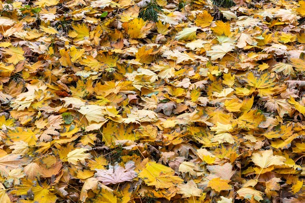 Spadła jesień klon liście na ziemi w pełnym tle ramki w pochmurny dzień — Zdjęcie stockowe