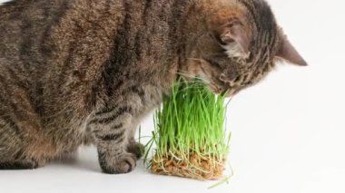 Tabby cat eats green oat grass sprouts on white background