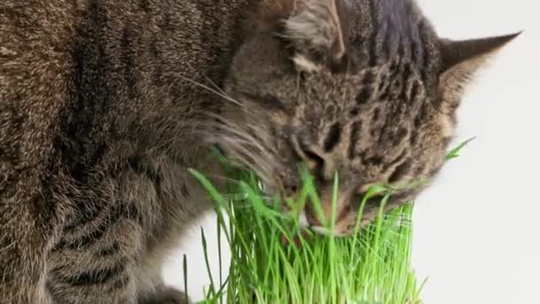 Tabby cat eats green oat grass sprouts on white background — Stok video