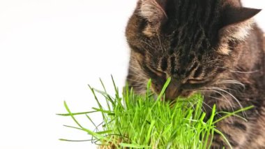Tabby cat eats green oat grass sprouts on white background