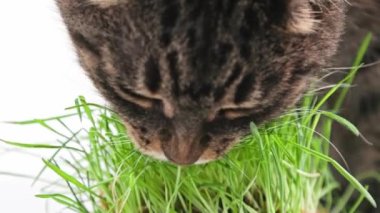 Tabby cat eats green oat grass sprouts on white background