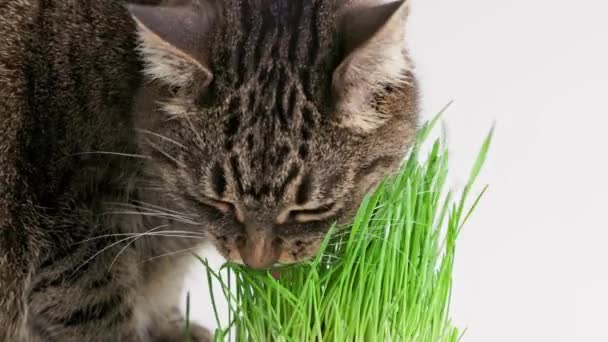 Tabby cat eats green oat grass sprouts on white background — 비디오