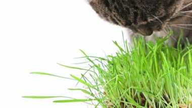 Tabby cat eats green oat grass sprouts on white background