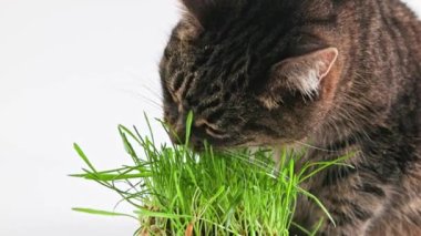 Tabby cat eats green oat grass sprouts on white background