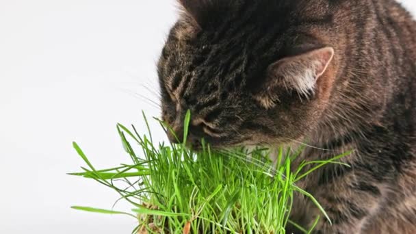 Tabby cat eats green oat grass sprouts on white background — Video Stock