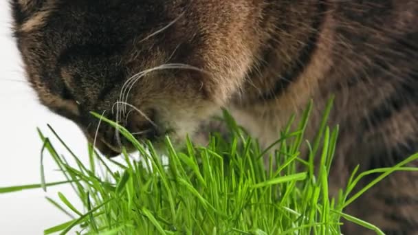 Tabby cat eats green oat grass sprouts on white background — Stockvideo