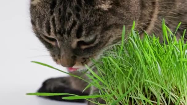 Tabby cat eats green oat grass sprouts on white background — Video Stock