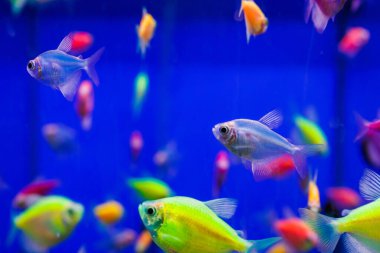 assortment of Ternetia Glofish in blue aquarium