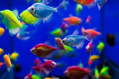 assortment of Ternetia Glofish in blue aquarium