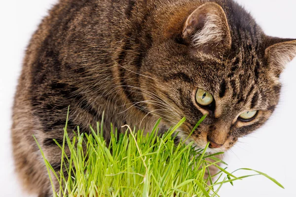 Grijs huiselijk tabby kat eten vers groen haver spruiten close-up op witte achtergrond met selectieve focus en wazig — Stockfoto